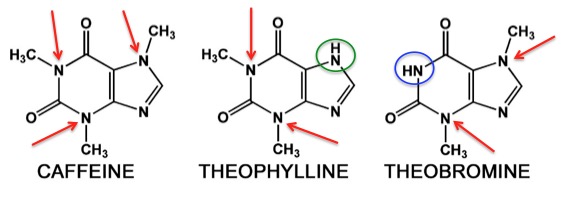 Кофеин показания. Кофеин теобромин теофиллин формула. Строение кофеина. Теофиллин формула. Кофеин химическая структура.