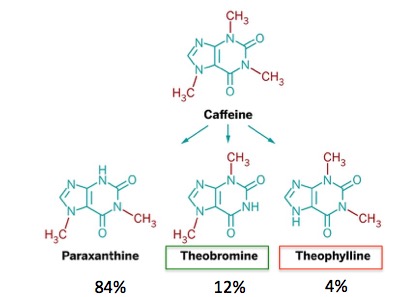 Human metabolism of caffeine