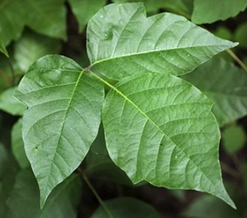 Urushiol, the Poison in Poison Ivy | American Council on Science and Health