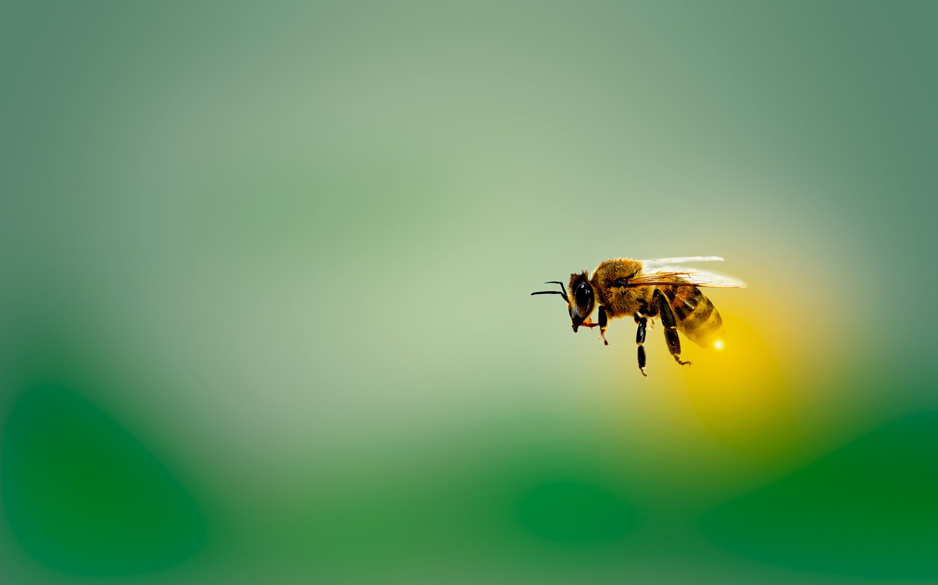 Bees – Parasites, Pesticides, and Climate Change