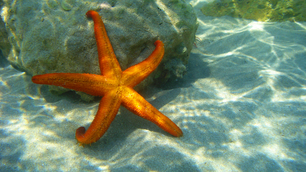 Star fish/Sea stars - Dusky's Wonders