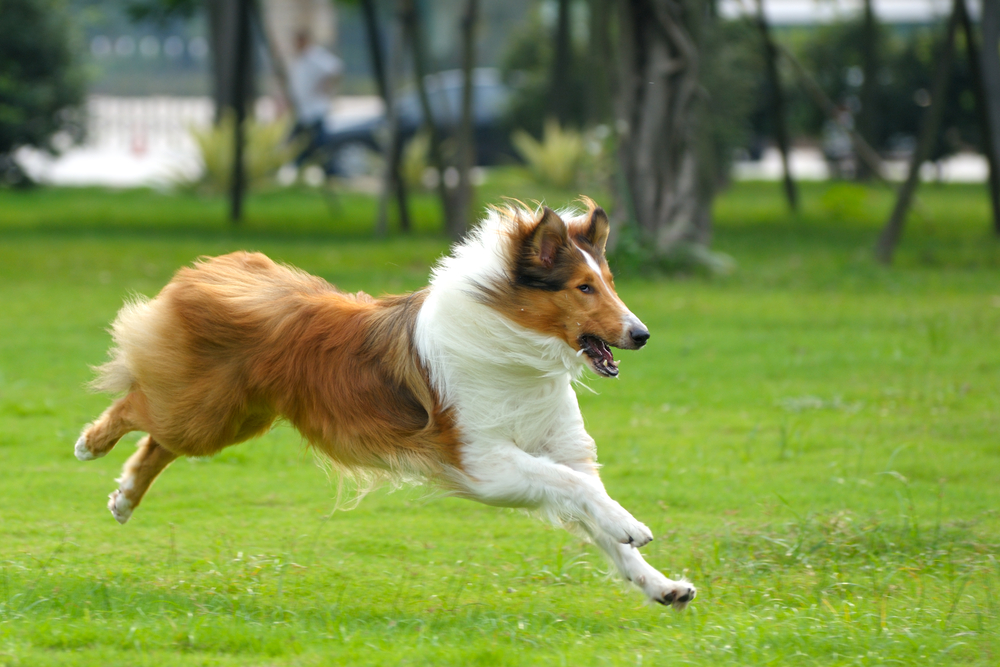 The 'Lassie Effect' Can Motivate Exercise
