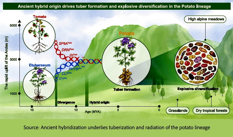 A diagram of a plant life cycle</p>
<p>AI-generated content may be incorrect.