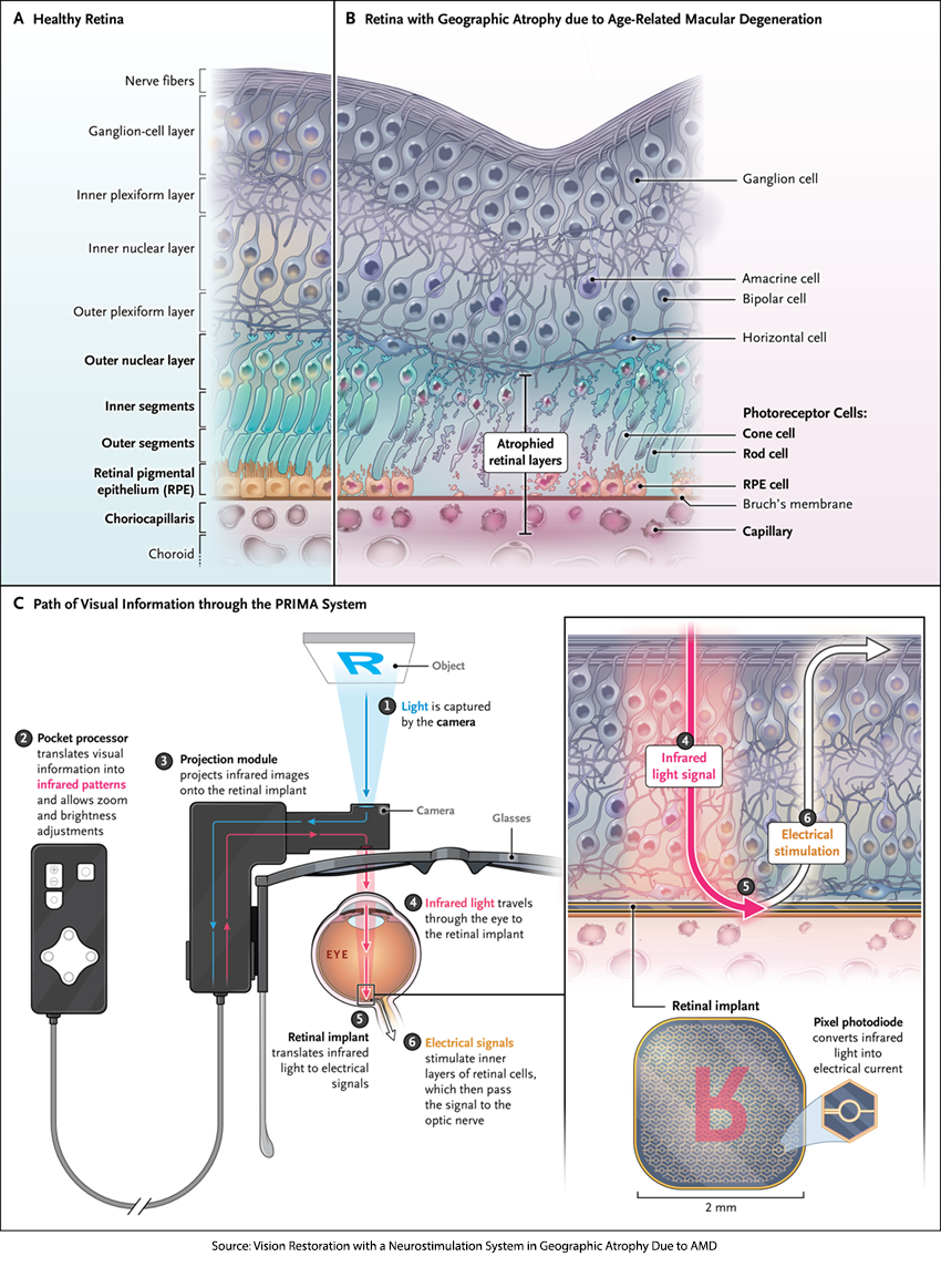A diagram of a cell membrane</p>
<p>AI-generated content may be incorrect.
