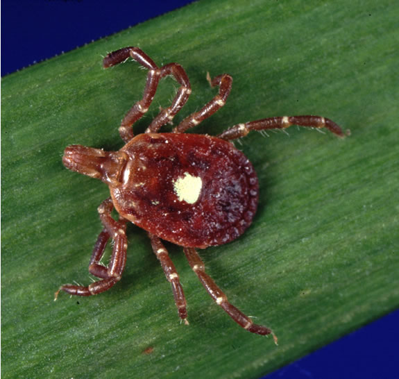 Lone star tick. Via: Wikipedia