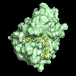 PETase in green with a docked PET polymer in yellow bound to the active site