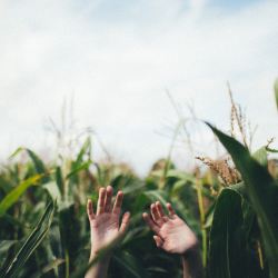 Drought-Tolerant Crops: A Success Story the Non-GMO Project Hates