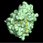 PETase in green with a docked PET polymer in yellow bound to the active site