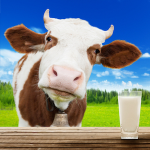 Cow's milk allergies