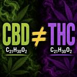 THC and CBD: Same formula, very different drugs