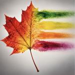Fall colors: chlorophyll dies a slow spectacular death