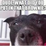 Wine Drinkers Celebrate Us, Dope For Dogs, And More Media Links Last Week
