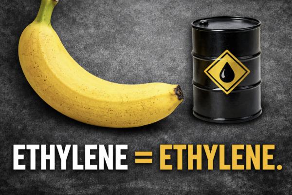 Petroleum-Based Hydrocarbons: Molecules of Life