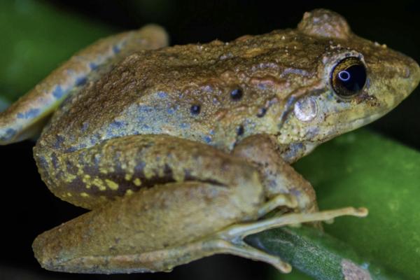 How Dreams and Frog Hearts Led to the Discovery of Neurotransmitters