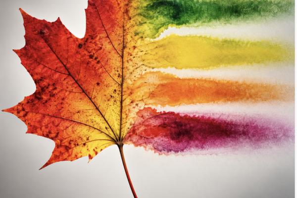 Fall colors: Chlorophyll dies a slow, spectacular death