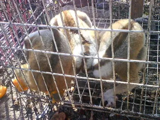 Wildlife market