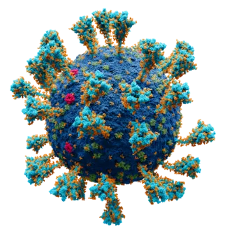 COVID virus, Wikimedia Commons