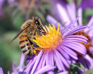 European honeybee extracting nectar