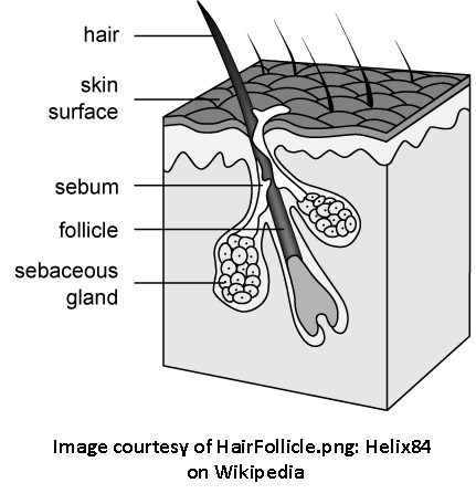 Image of hair follicle from wikipedia