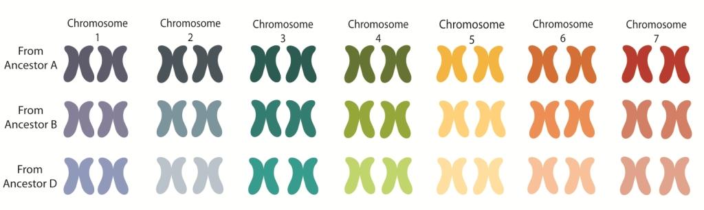 A két földönkívüli Wheat-genome-graphic-compressed